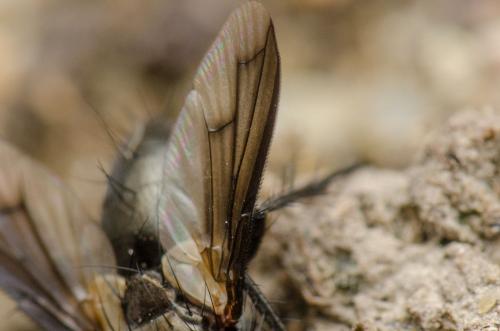 Periscepsia carbonaria